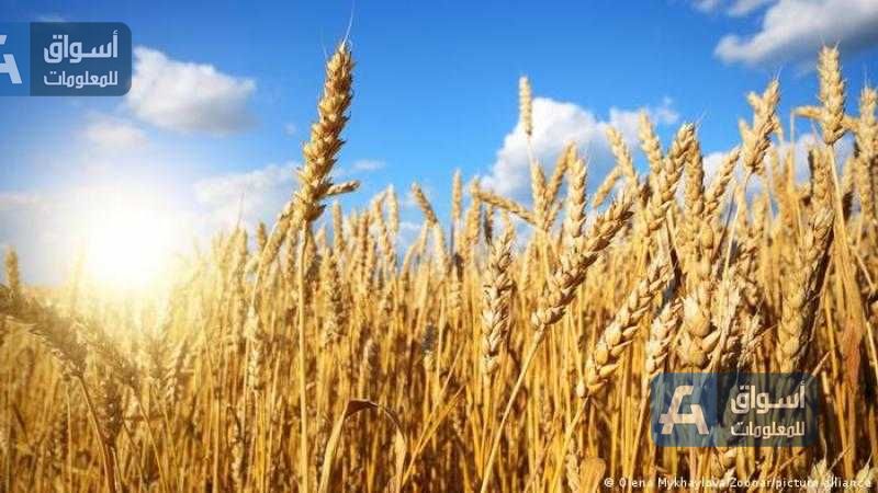 العقود الآجلة للقمح تنخفض 16.75 سنت مع افتتاح بورصة شيكاغو