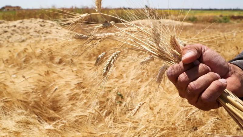 سعر القمح اليوم يواصل السقوط عند إغلاق بورصة شيكاغو للحبوب