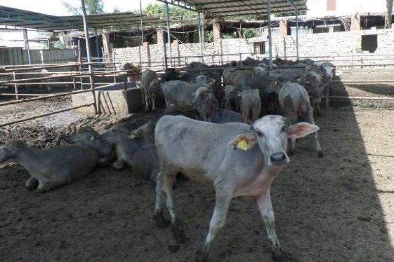 إصدار 1049 ترخيصًا لمشروعات الإنتاج الحيواني والداجني وضبط 157 طنًا من الأعلاف مجهولة المصدر خلال سبتمبر