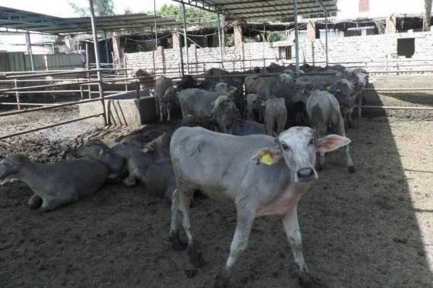 ”الزراعة”: اعتماد 297 مليونًا و360 ألف جنيه للمشروع القومي لإحياء البتلو