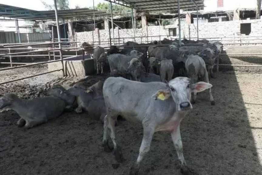 وزير الزراعة: اعتماد 154 مليون جنيه تمويلًا جديدًا لـ110 مستفيد ضمن مشروع ”البتلو”