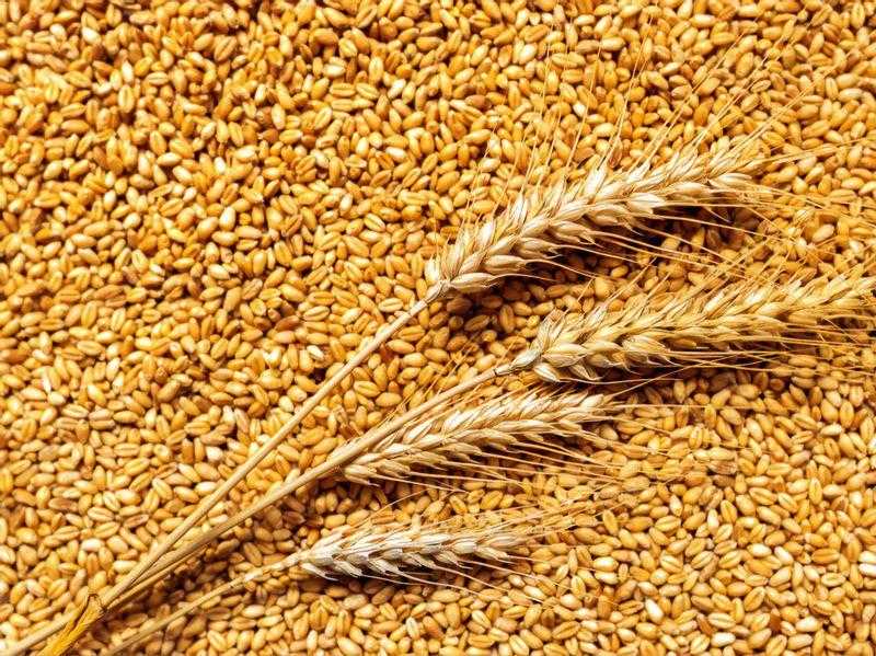 الأردن يطرح عطاء لشراء 120 ألف طن قمح