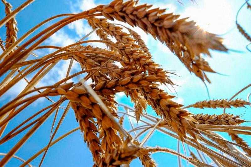 انخفاض سعر القمح اليوم في نهاية تعاملات بورصة شيكاغو