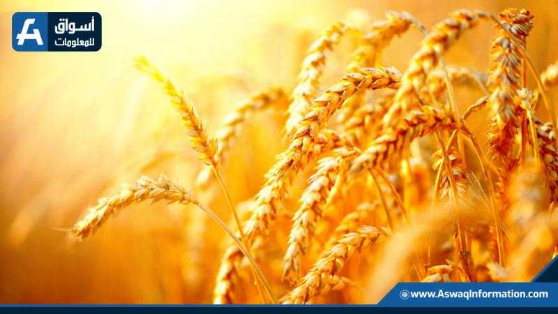أسعار القمح تغير مسارها نحو الارتفاع بمستهل تعاملات بورصة شيكاغو