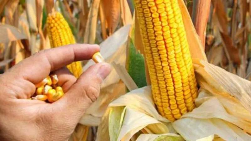 أسعار الذرة تواصل الانتعاش في بورصة شيكاغو التجارية