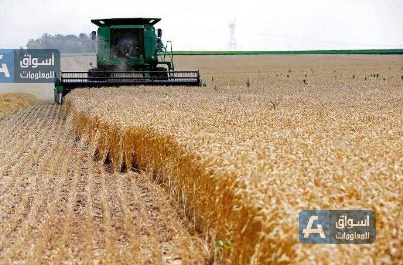 تراجع سعر القمح اليوم ببورصة شيكاغو التجارية