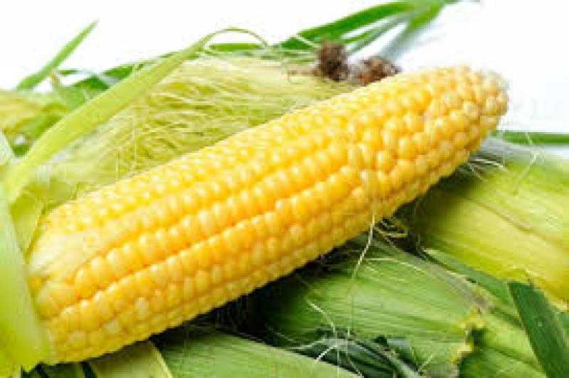 تراجع أسعار الذرة اليوم عند التسوية ببورصة شيكاغو