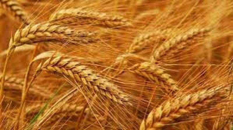 انخفاض سعر القمح اليوم عند نهاية تعاملات بورصة شيكاغو للحبوب