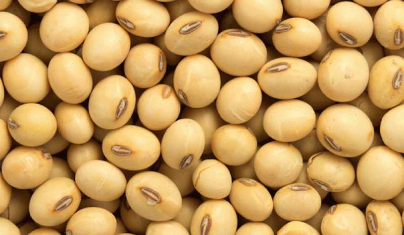 تباين أسعار عقود بذرة الصويا عند إغلاق تداولات بورصة شيكاغو