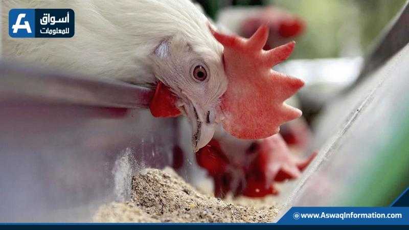 أسعار الأعلاف اليوم الخميس لدى تاجر الجملة.. ثبات العباد