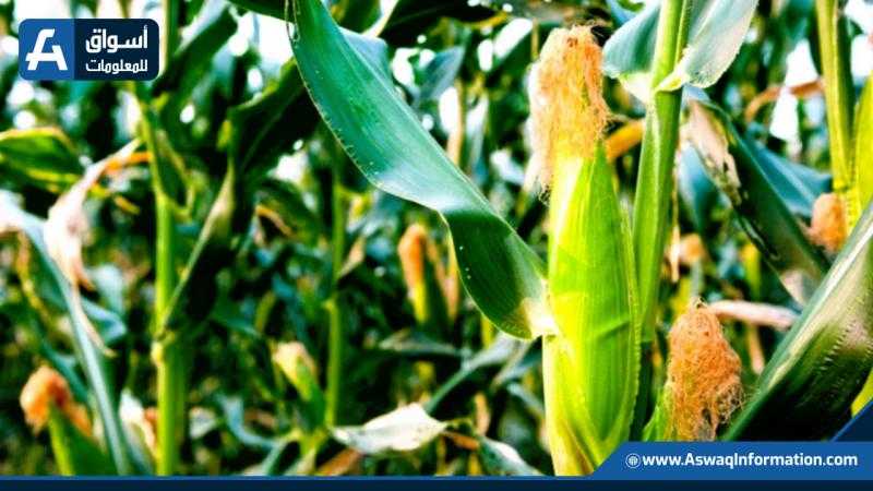 أسعار الذرة اليوم السبت.. ثبات البرازيلي في الأسواق