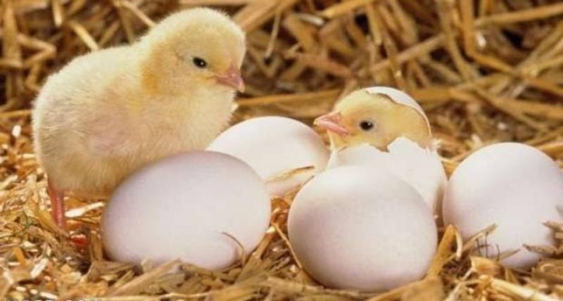 اعرف سعر الكتكوت الابيض اليوم بكام.. «الساسو بـ4.50 جنيه»