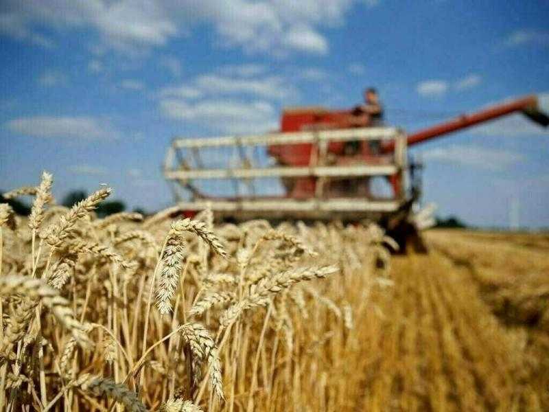 القمح يواصل صحوته القوية.. والعقد يتجاوز 796 سنتًا للبوشل