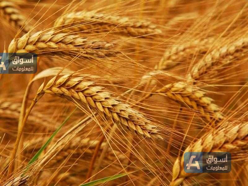 ارتفاع سعر القمح اليوم عالميا.. وعقود سبتمبر تتجاوز 836 سنتا
