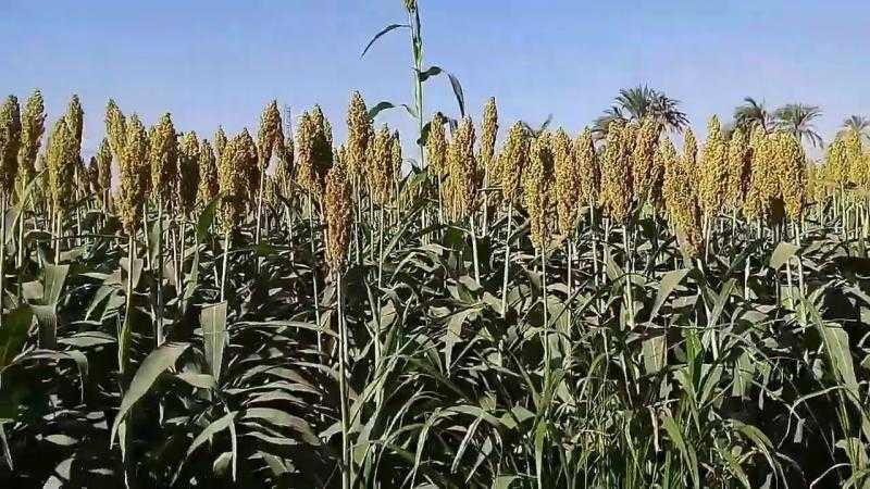 إندونيسيا تتوسع في زراعة الذرة الرفيعة لتعزيز أمن الأعلاف