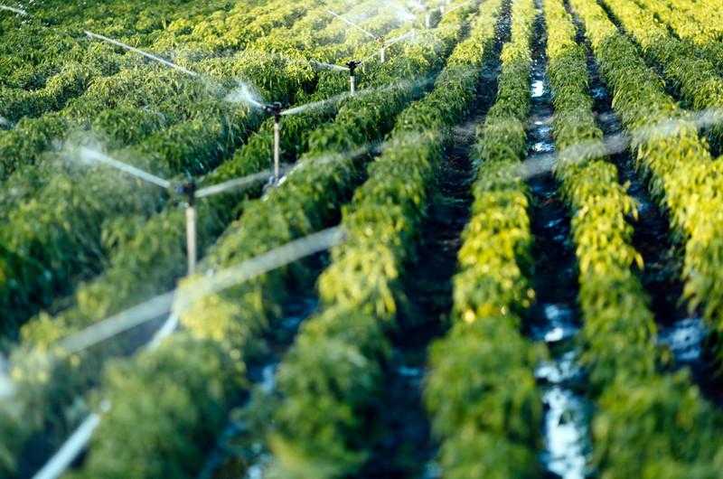 %7.8 نموًا في الناتج الزراعي السعودي خلال 2021