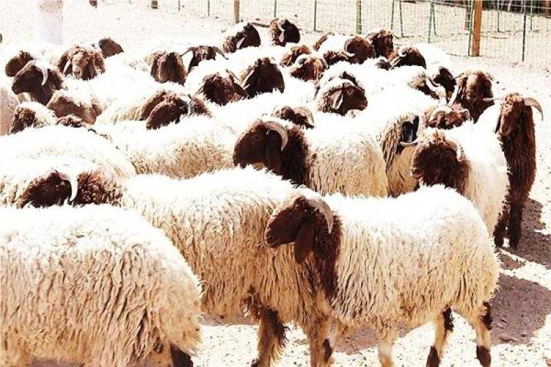 المغرب يستورد أغناما من أستراليا وسط انخفاض أعدادها بسبب الجفاف