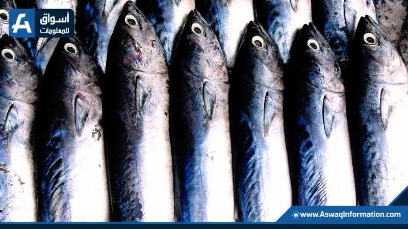 أسعار الأسماك اليوم الإثنين للمستهلك..«السالمون بـ380 جنيهًا»