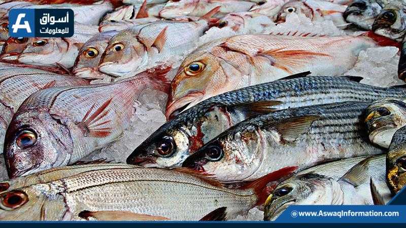 أسعار الأسماك اليوم الثلاثاء للمستهلك.. «المرجان بـ65 جنيهًا»