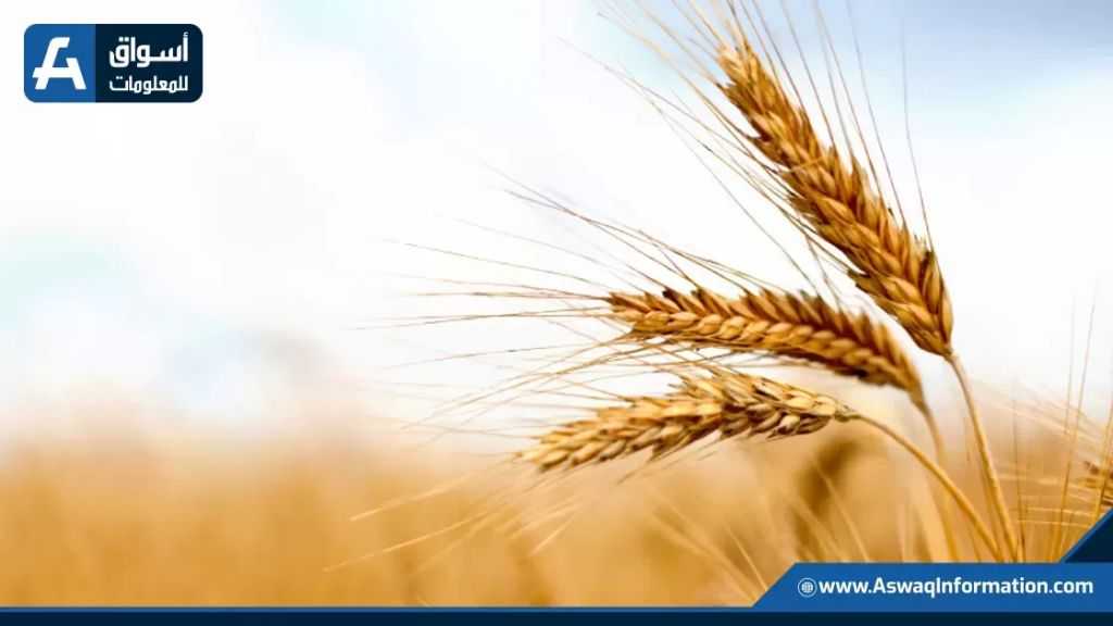 السعودية تشتري 661 ألف طن من القمح في مناقصة دولية