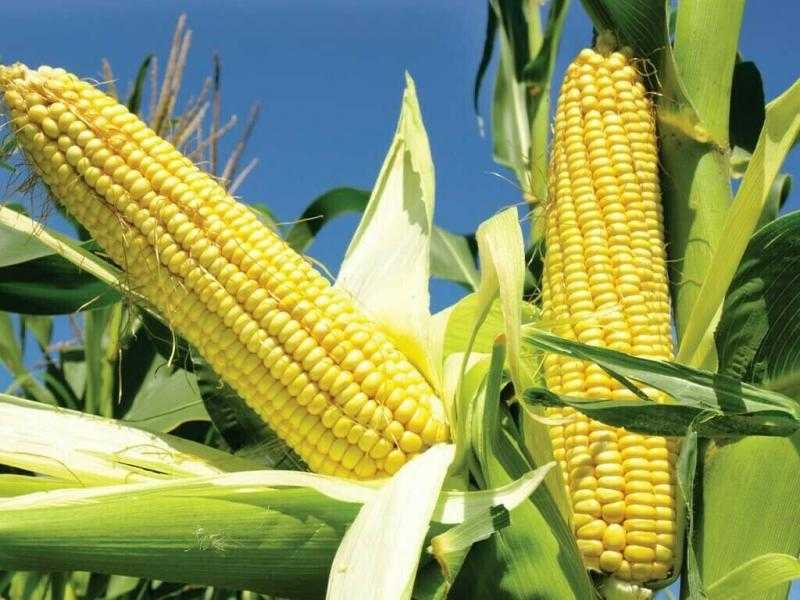 انخفاض أسعار الذرة عالميا اليوم الأربعاء 31 أغسطس 2022