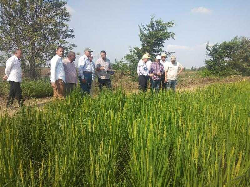 مسؤولو الزراعة يتابعون البرامج البحثية للأرز والذرة بمحطة الجميزة - صور