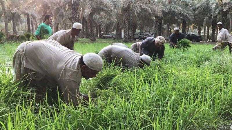 عيد الفلاح الـ 70.. رسائل تهنئة وهدايا من الرئيس السيسي للمزارعين