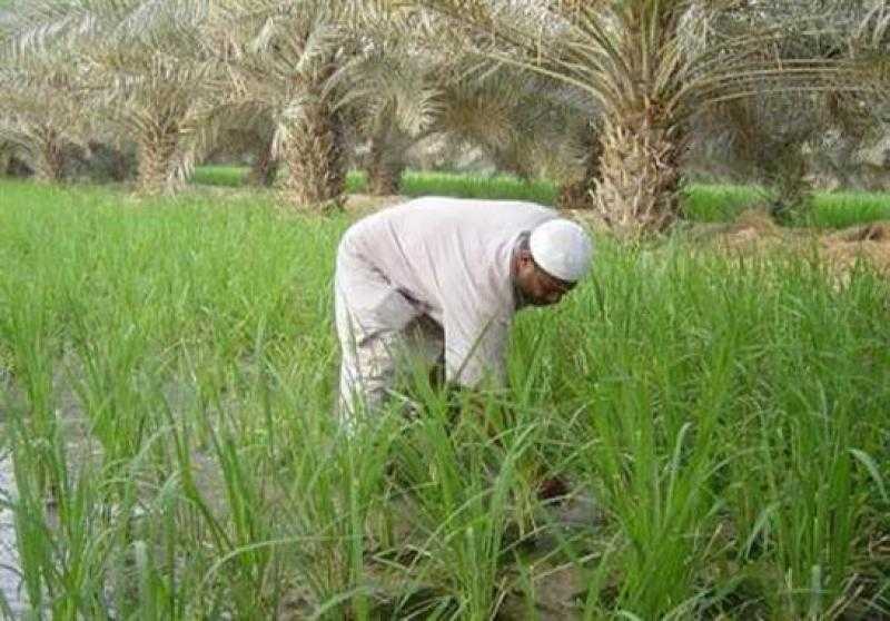 إنفوجراف.. إنجازات الفلاح المصري في الدولة خلال 8 سنوات