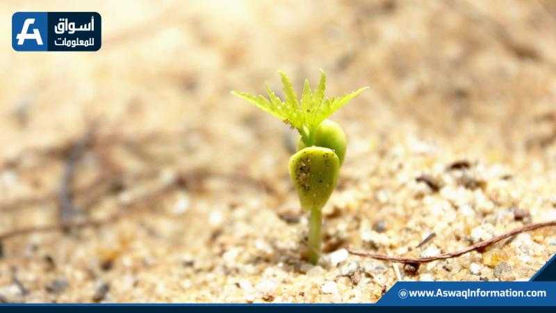 هدوء اليوريا والنترات...أسعار الأسمدة اليوم الثلاثاء بالسوق المحلي