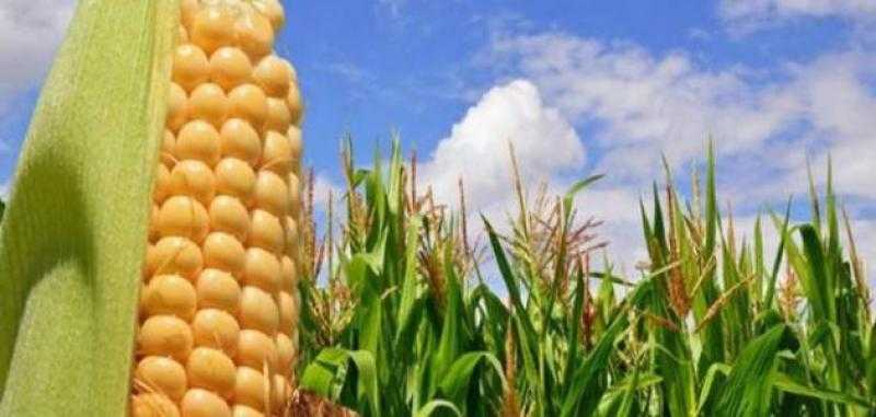 انخفاض أسعار الذرة اليوم في الأسواق الأمريكية