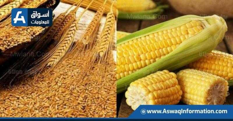 عاجل| مجلس الحبوب الدولي يرفع تقديراته لإنتاج القمح العالمي