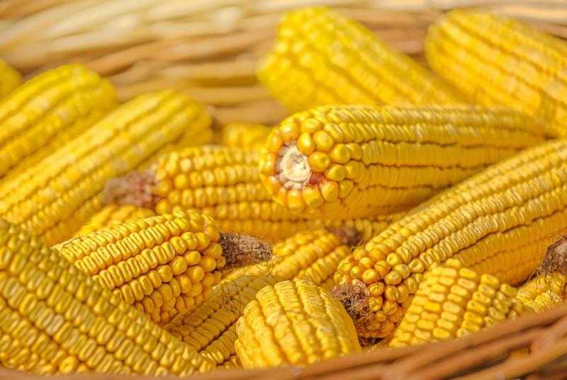ارتفاع أسعار الذرة عالميا بنهاية تعاملات بورصة شيكاغو