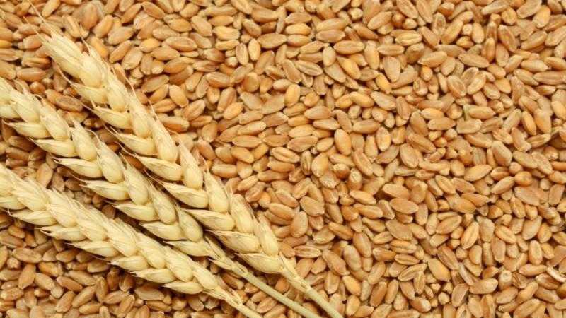 ارتفاع ملحوظ في أسعار القمح عالميا ببورصة شيكاغو