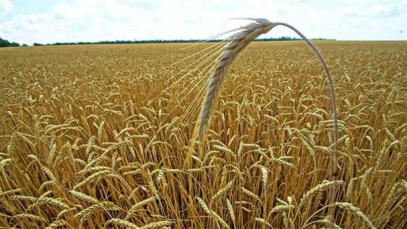 6 توصيات هامة لمزارعي القمح قبل موسم الزراعة لزيادة الإنتاجية
