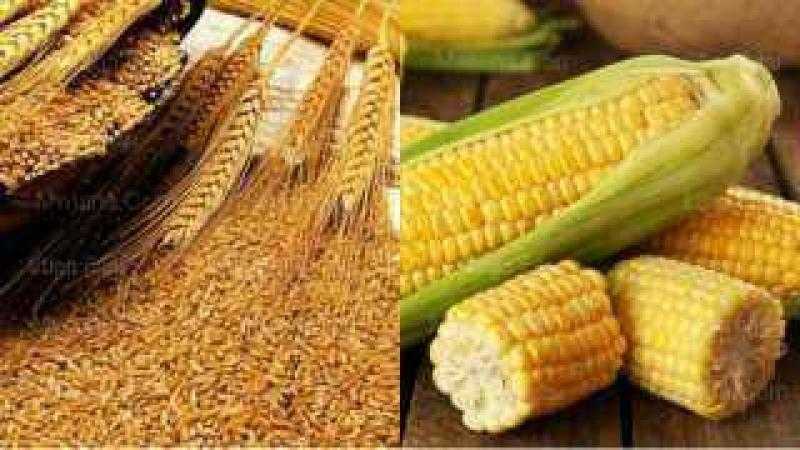 الجفاف يهدد زراعة الذرة بالأرجنتين ويبعث برسالة قلق حول محصول القمح
