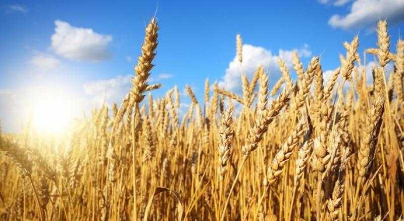 عقود القمح الآجلة تختتم تعاملات الأسبوع على ارتفاع في بورصة شيكاغو