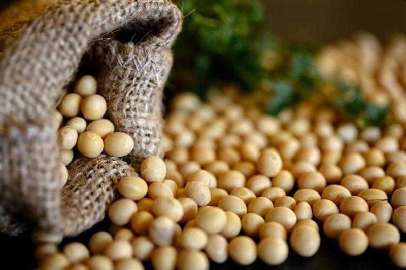 عقود بذرة الصويا في المنطقة الخضراء بافتتاح تداولات بورصة شيكاغو