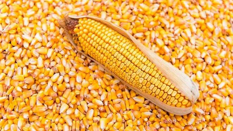 أسعار الذرة تواصل الانخفاض عالميا اليوم الخميس