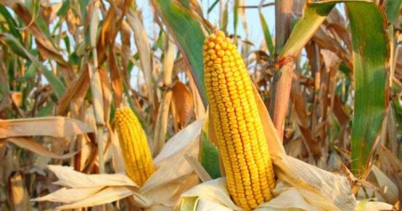 عقود الذرة تعزز مكاسبها بختام تداولات اليوم الخميس