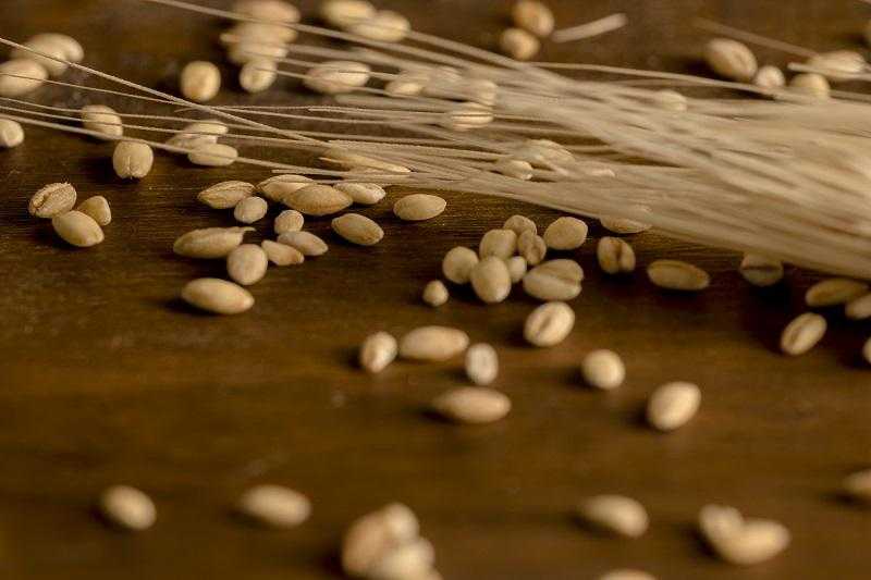 عاجل| قفزة هائلة بأسعار القمح في بداية تعاملات اليوم