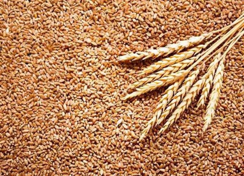 عكس الافتتاح.. أسعار القمح العالمية تتراجع بختام تعاملات شيكاغو