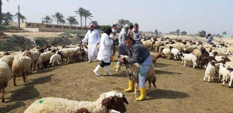 تحصين 258 ألف رأس ماشية ضد الأمراض الوبائية في الغربية
