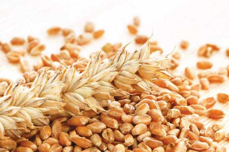 هبوط كبير في أسعار القمح اليوم الخميس بالسوق المحلي