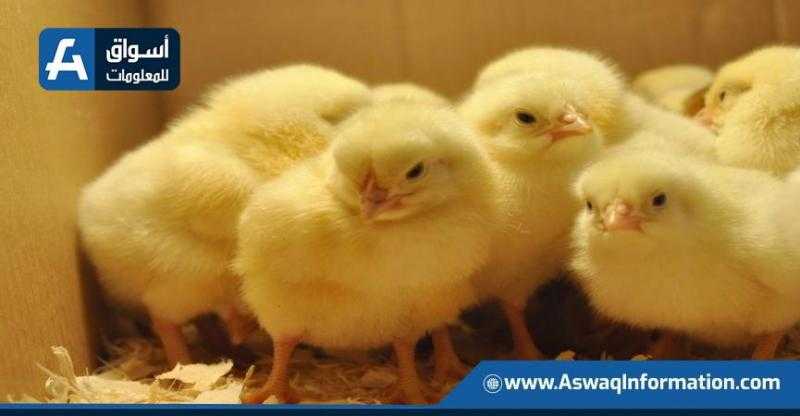 ارتفاع سعر الكتكوت الساسو اليوم السبت.. «الابيض مفاجأة»
