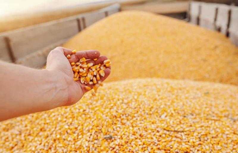 هبوط أسعار الذرة اليوم الاثنين في السوق المحلي