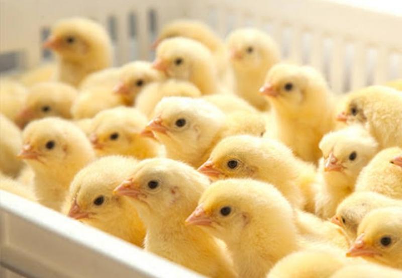 سعر الكتكوت الابيض اليوم الثلاثاء.. «الساسو مفاجأة»