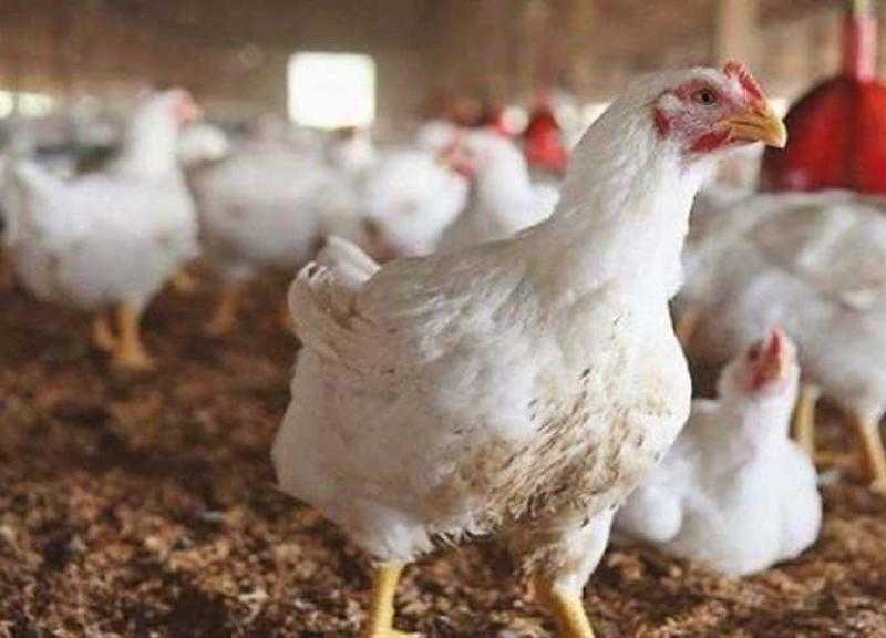 تراجع أسعار الدواجن اليوم الثلاثاء للمستهلك.. «بكام الفراخ البيضاء»