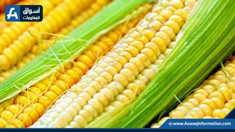 انحدار أسعار الذرة عالميا عند ختام تعاملات الأسبوع