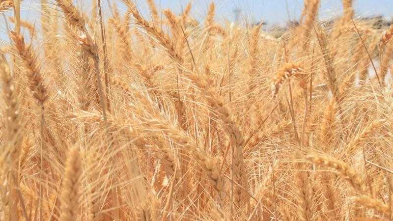 قفزة في أسعار القمح اليوم الخميس بالسوق المحلي