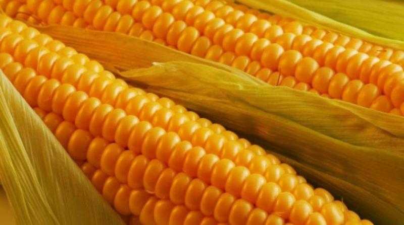 ارتفاع طفيف في عقود الذرة الآجلة ببداية تعاملات بورصة شيكاغو